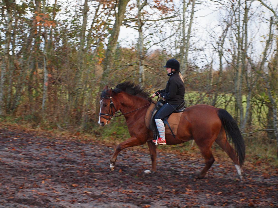 New Forest Zachos Charlie - Herning 2012 billede 12