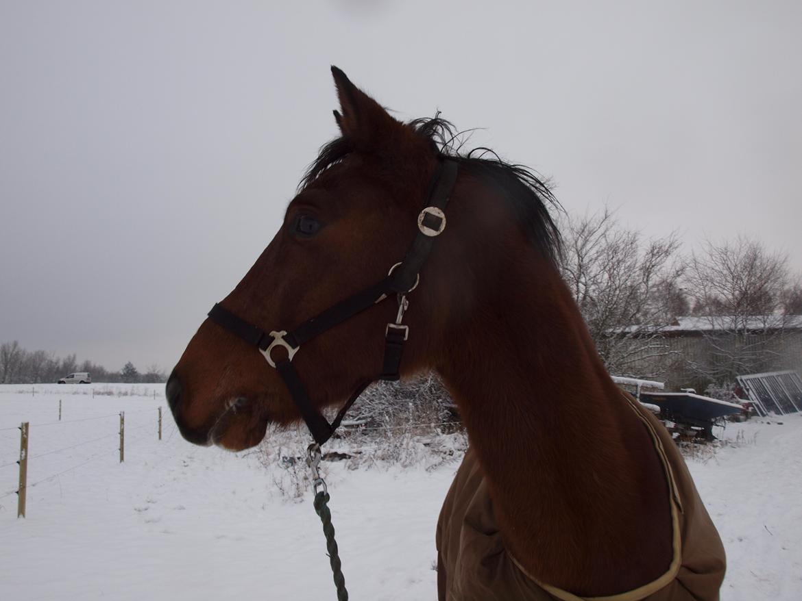 New Forest Zachos Charlie - Hvad er det mor???  billede 13