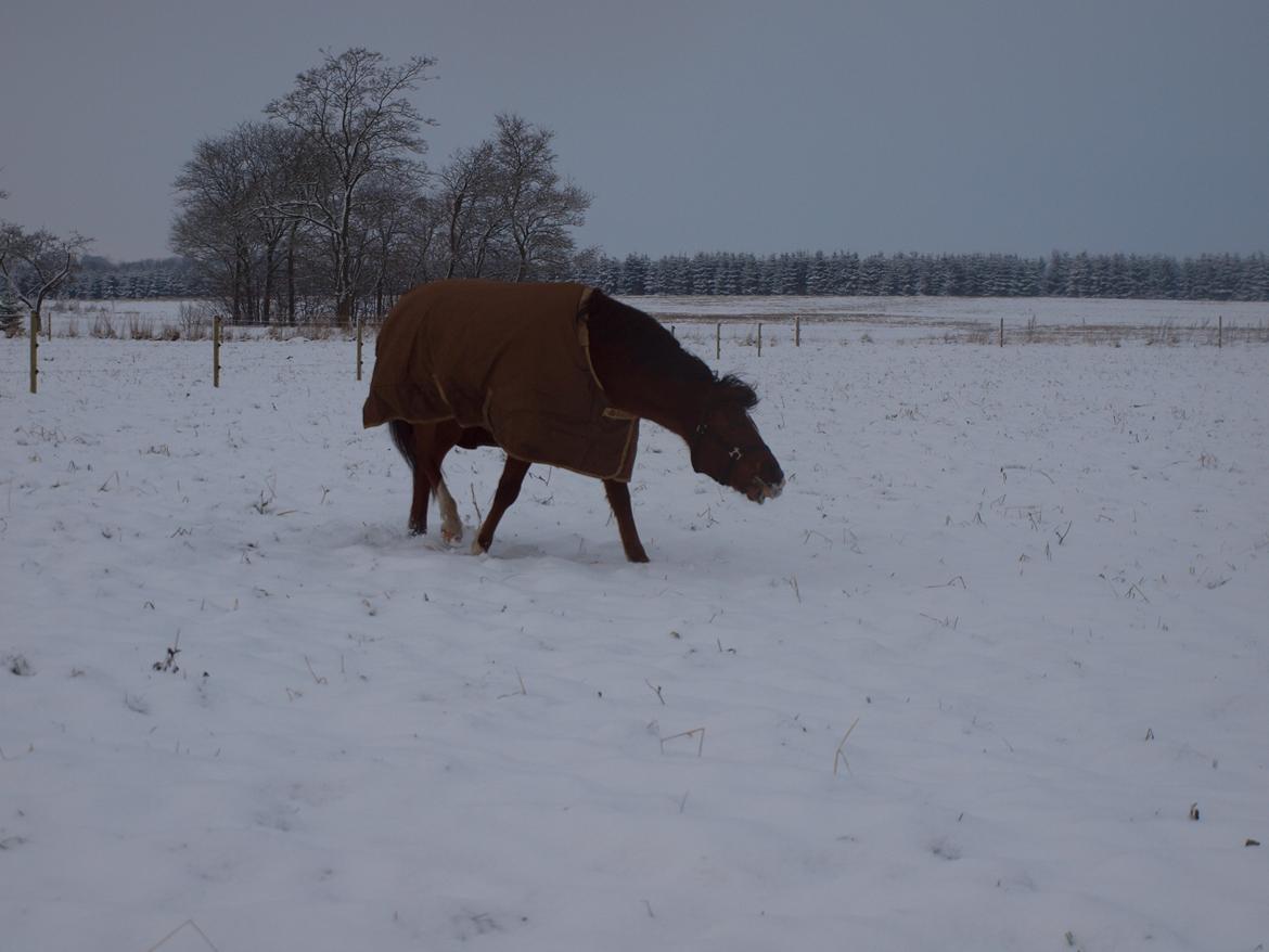 New Forest Zachos Charlie - Det er hårdt at rulle sig :) 2012 billede 14