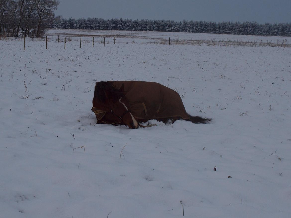 New Forest Zachos Charlie - Såå skønt :) 2012 billede 15