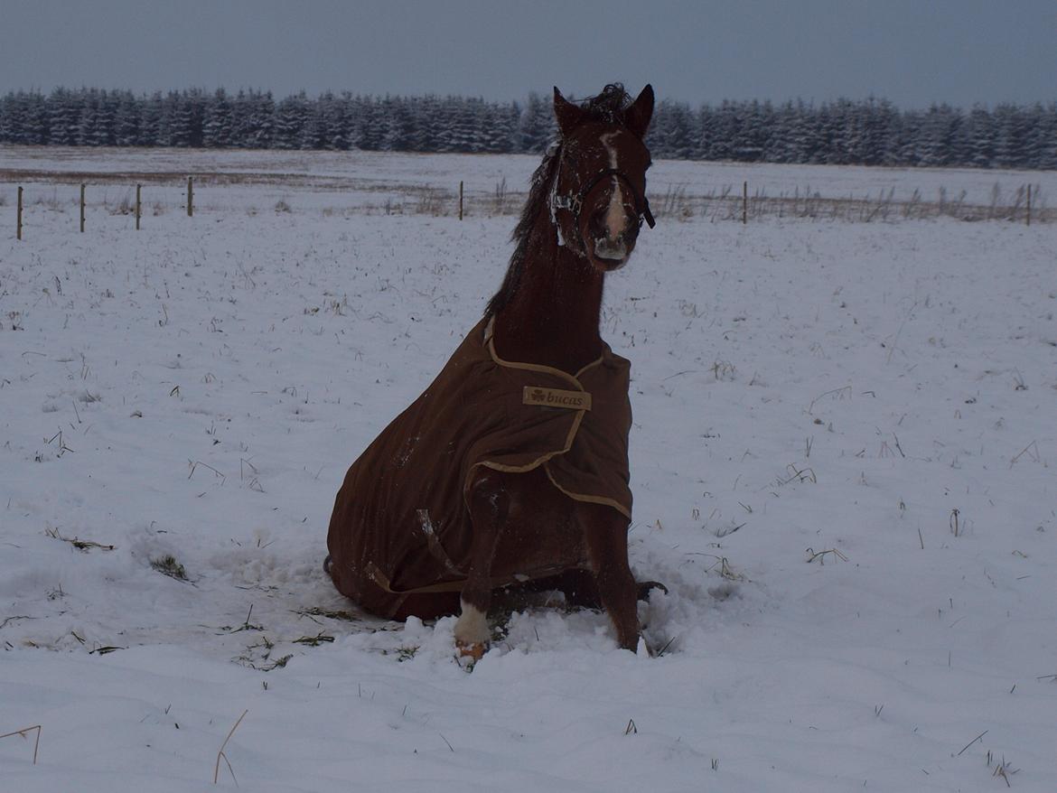 New Forest Zachos Charlie - Åhh sidder lige og slapper af :) 2012 billede 16