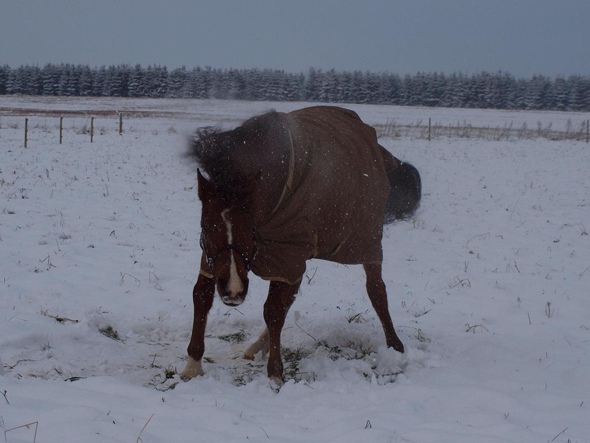 New Forest Zachos Charlie - Uhh det var dejligt lige og rulle mig :) 2012 billede 17