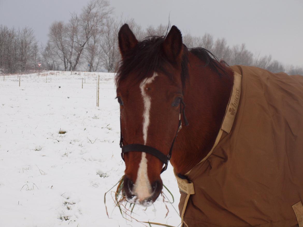 New Forest Zachos Charlie - 2012 billede 18