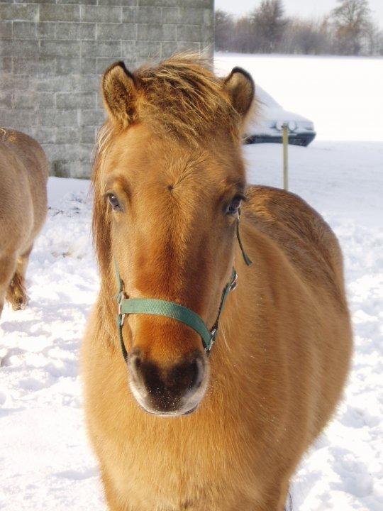 Anden særlig race Tasi <3 - Lille ismule <3 billede 2