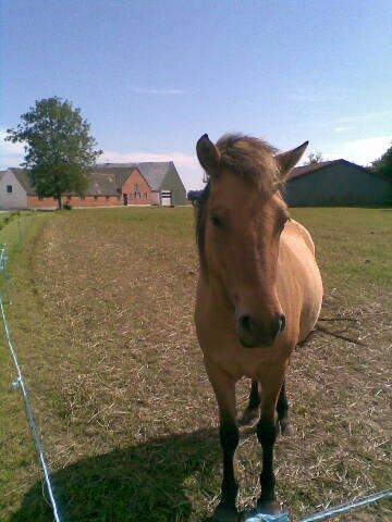 Anden særlig race Tasi <3 - Havde dog ikke haft dig så længe på det tidspunkt men jeg elskede dig lige så meget som nu <3  billede 4
