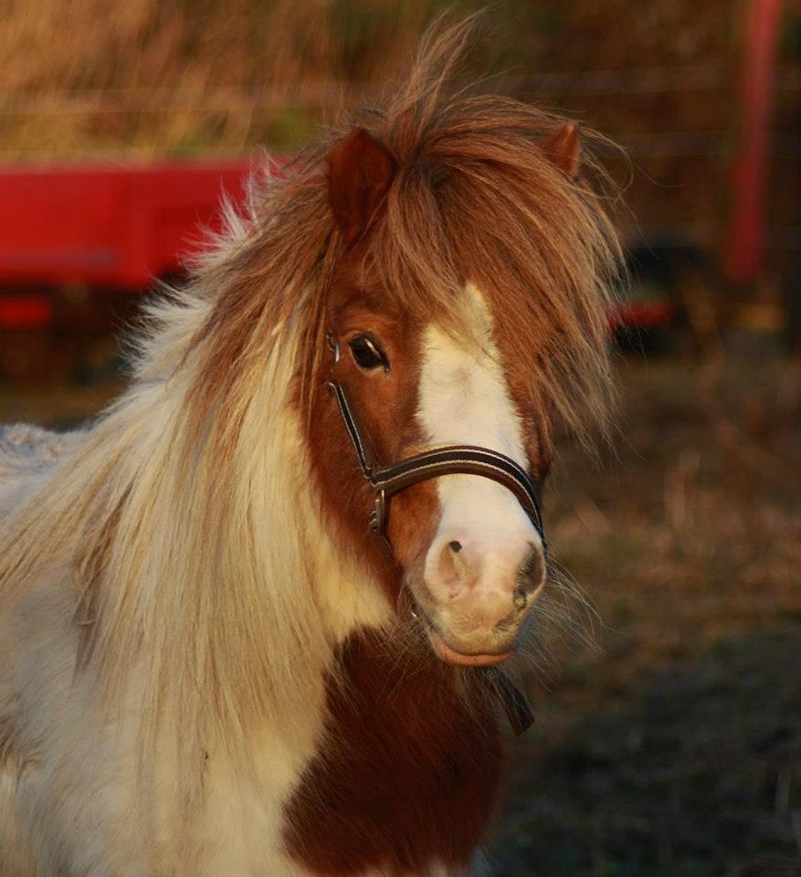 Shetlænder Ibber billede 8