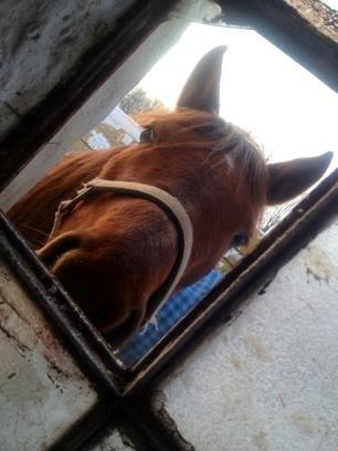 Tysk Sportspony Patricia - Patricia kigger igennem vinduet <3  billede 7