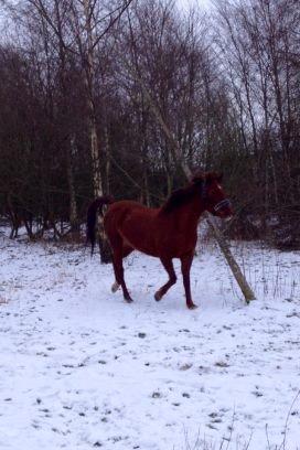 Tysk Sportspony Patricia - Patte på fold:-) billede 8