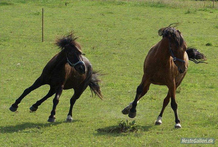 Anden særlig race | Blacky - Blacky & Shivas billede 16