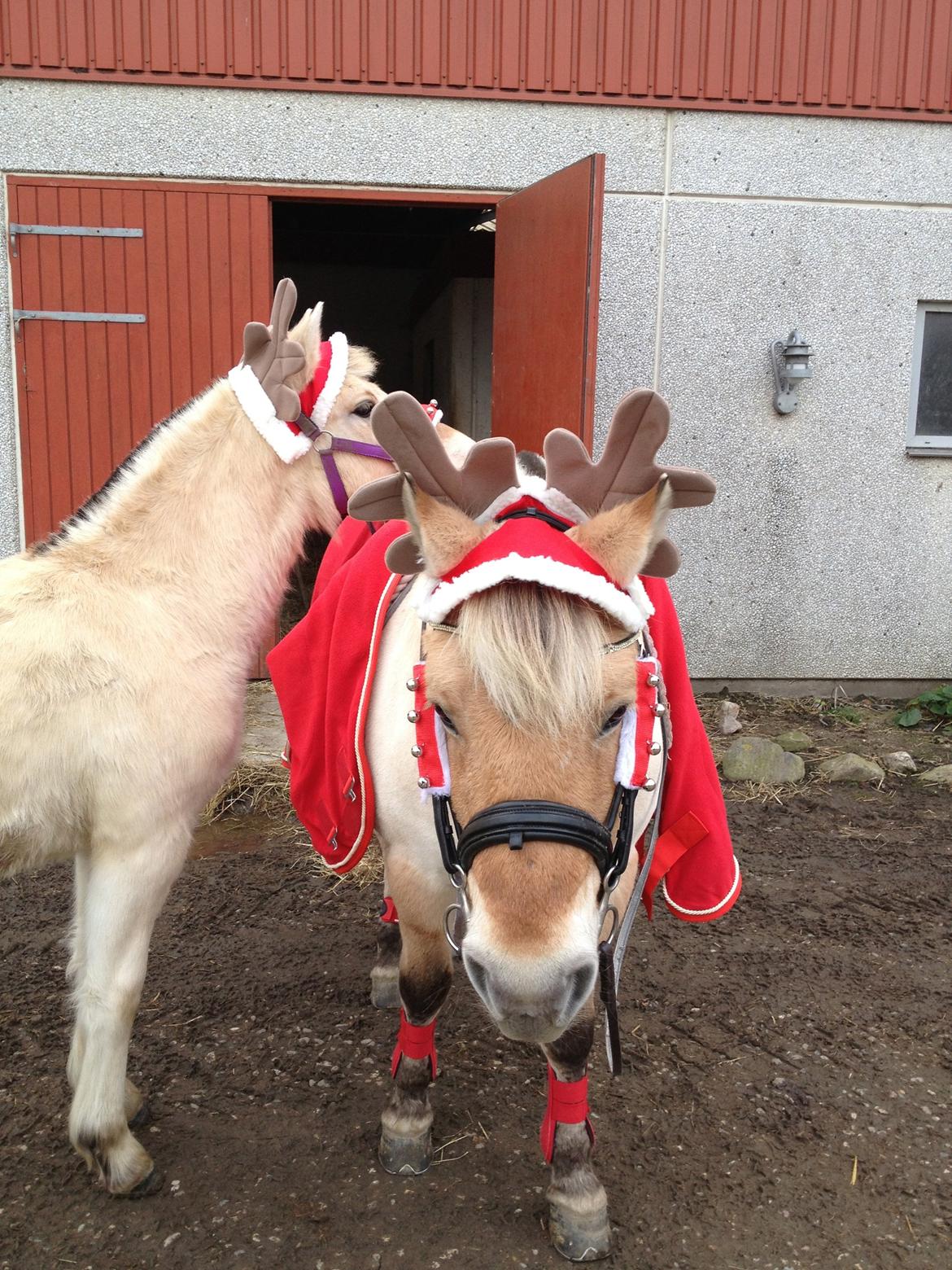 Fjordhest Oblings diva - Når nu vi aligevel bare skal stå her kan mor ligeså godt holde mit hovede ;) billede 17