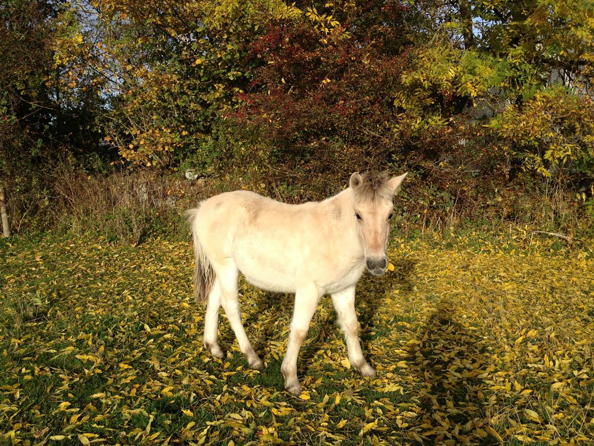 Fjordhest Oblings diva billede 18