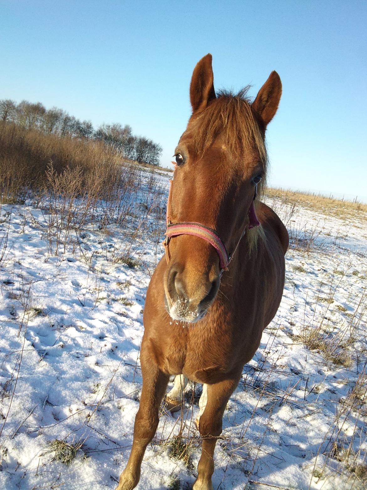 Anden særlig race Pugholm's Ferdinan - Nyt - nyt sted, med nye venner :) billede 6