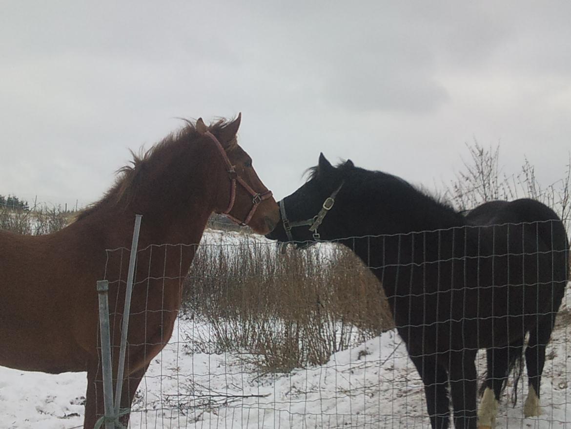 Anden særlig race Pugholm's Ferdinan - Bla lille Silver ;) billede 7
