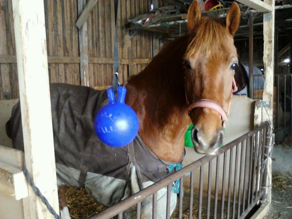 Anden særlig race Pugholm's Ferdinan - Og det fineste nye stykke legetøj til drengen :D billede 4