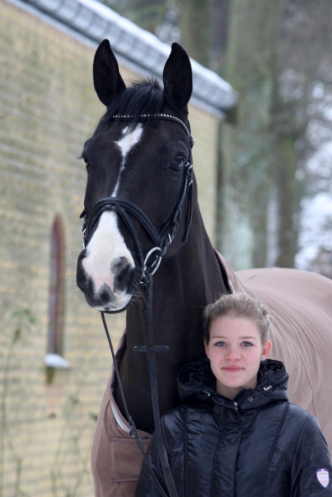 Hannoveraner Amando 29 - Amando d. 27. januar 2013 billede 1