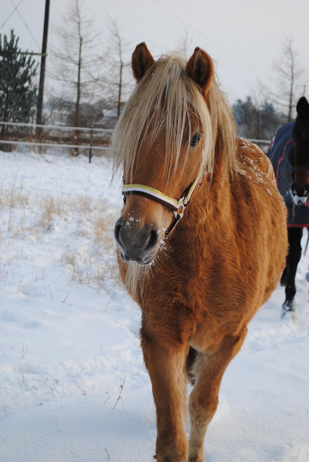 Anden særlig race Sacho - Charme, selvtillid og lækkert hår = Sacho! billede 4