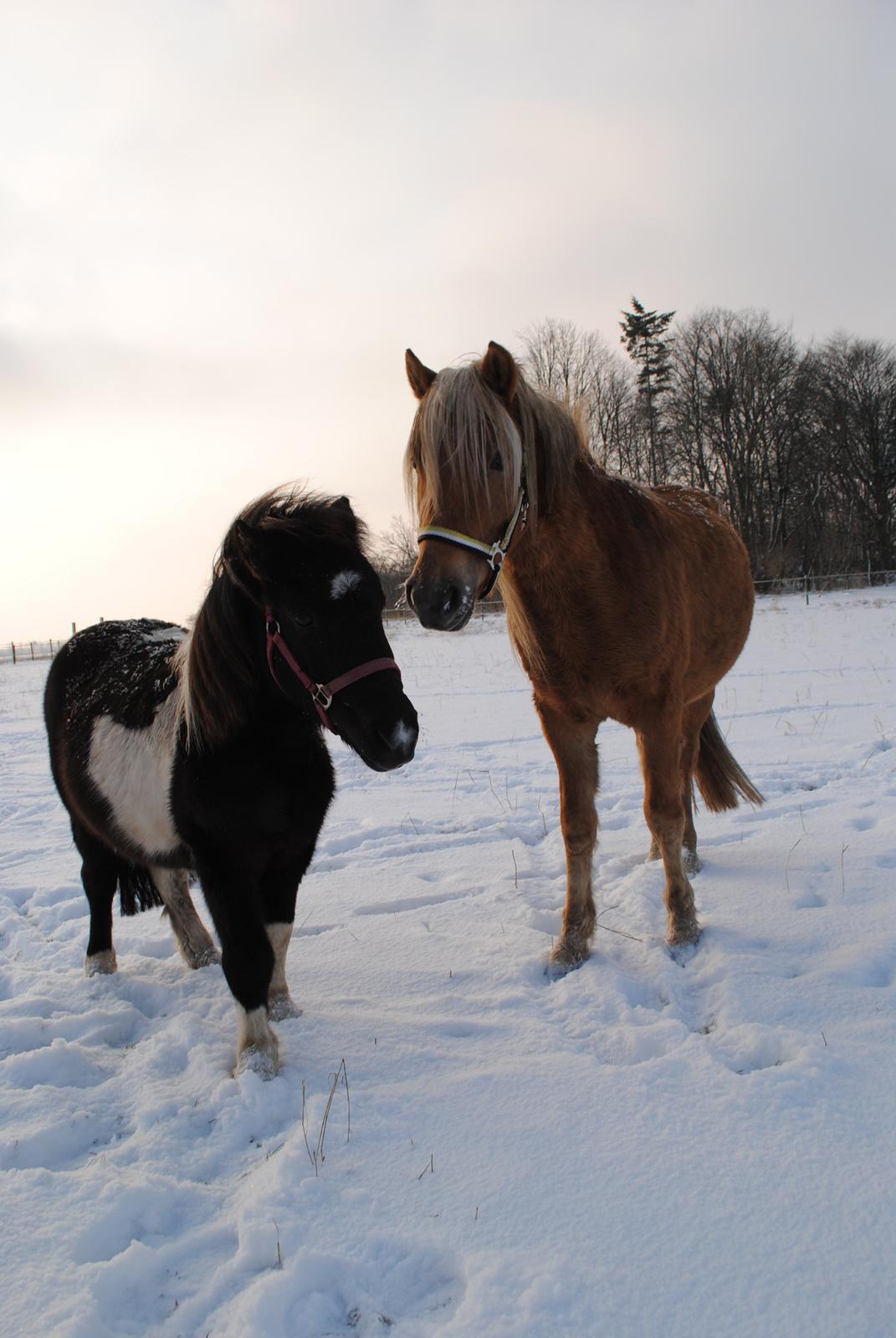 Anden særlig race Sacho - Celine og Sacho billede 5