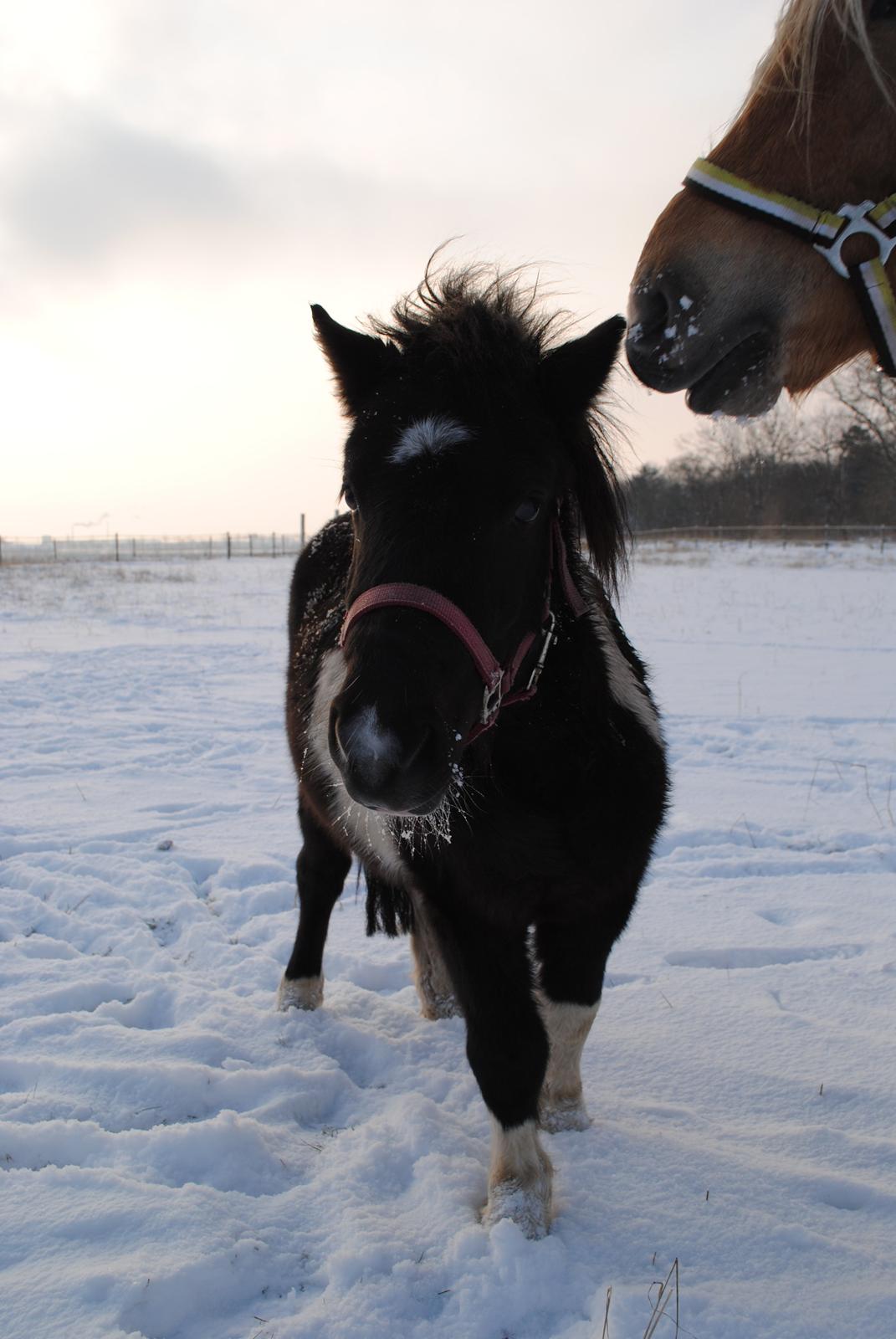 Shetlænder Celine billede 3