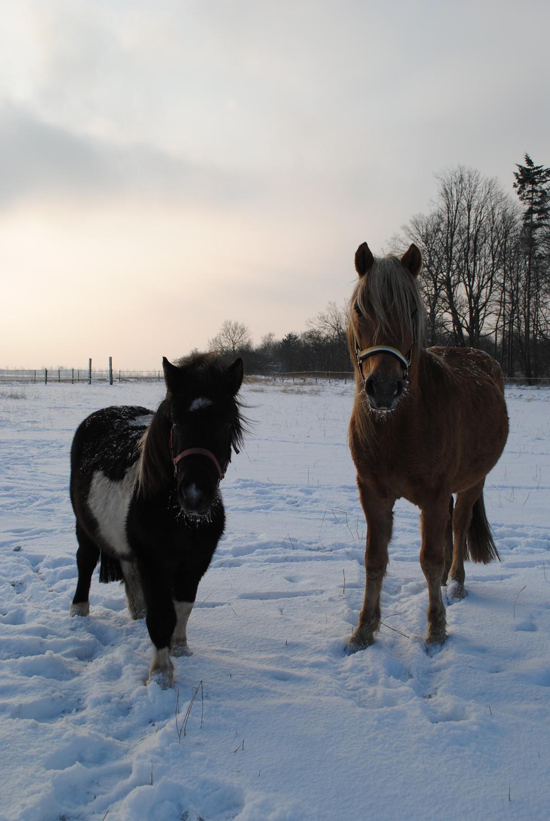 Shetlænder Celine billede 4