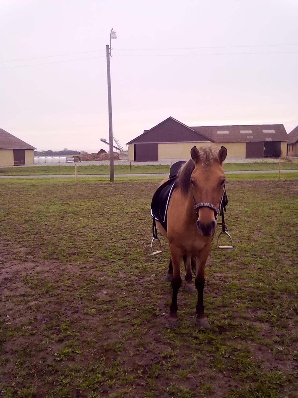 Anden særlig race Tasi <3 - Første gang hun fik sadel på :)<3  billede 6