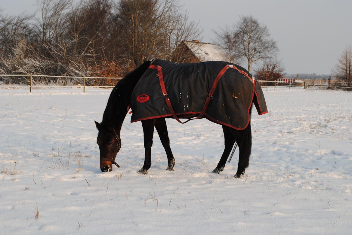 Traver Lavendel Safir - Safir i vinter-outfittet. billede 7