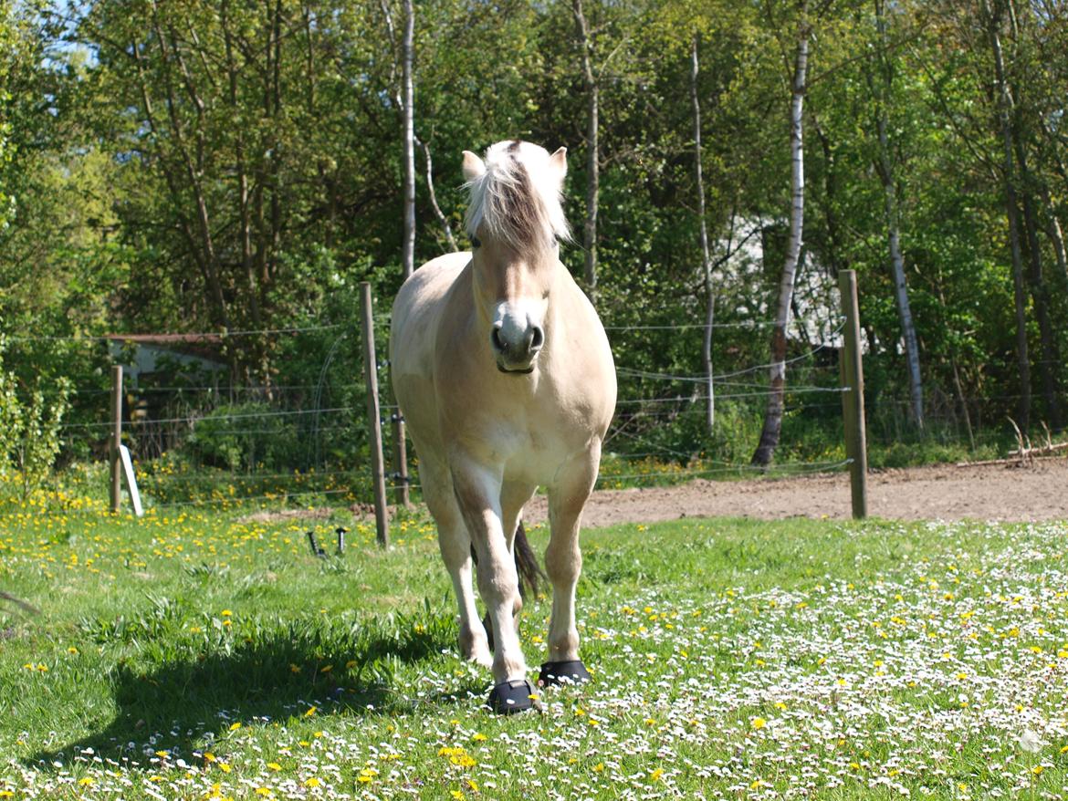 Fjordhest Mr. Jacson [Mor's pony] billede 13