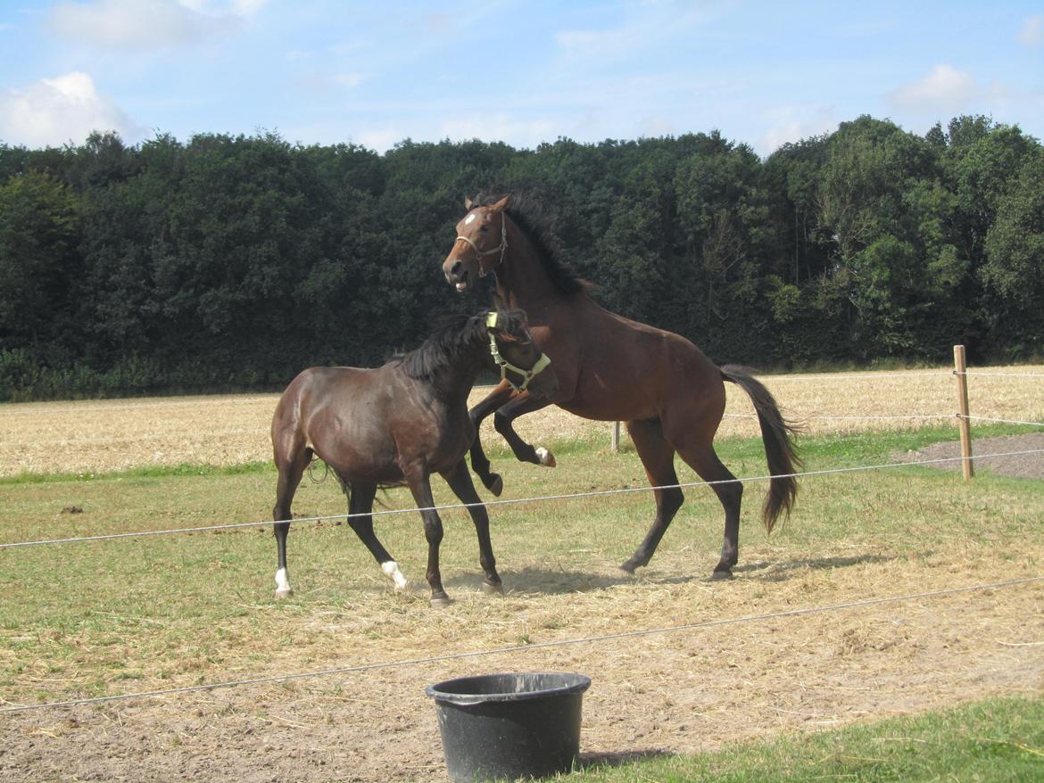 Dansk Varmblod Syrengårdens Pure heart billede 10