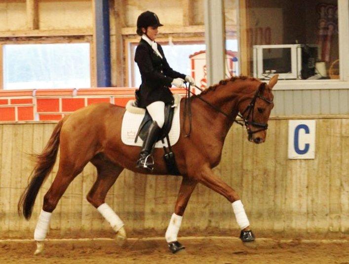 Dansk Varmblod Hjælmsbjergs Pocharma billede 14