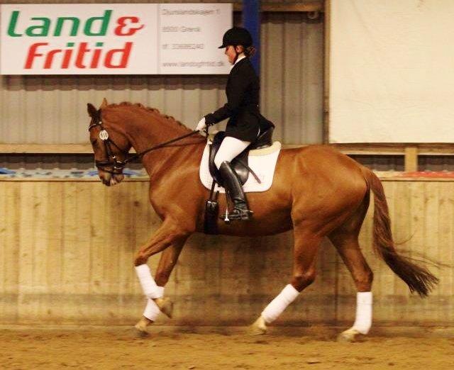 Dansk Varmblod Hjælmsbjergs Pocharma billede 15