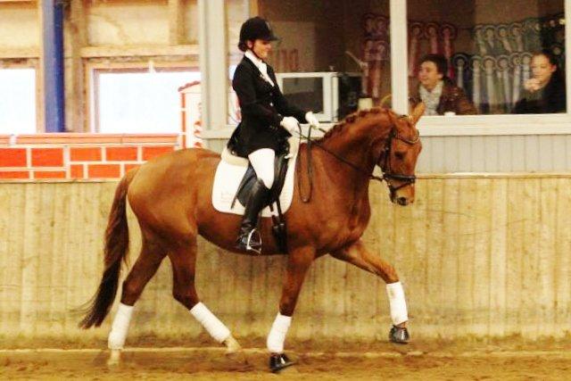 Dansk Varmblod Hjælmsbjergs Pocharma billede 16