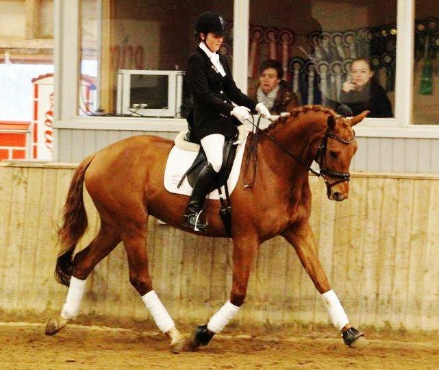 Dansk Varmblod Hjælmsbjergs Pocharma billede 17