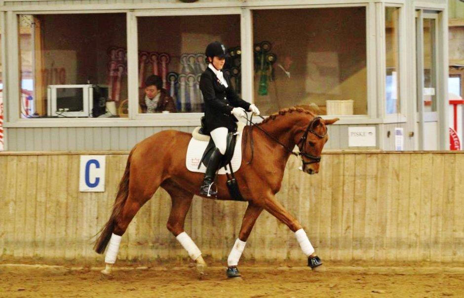 Dansk Varmblod Hjælmsbjergs Pocharma billede 18