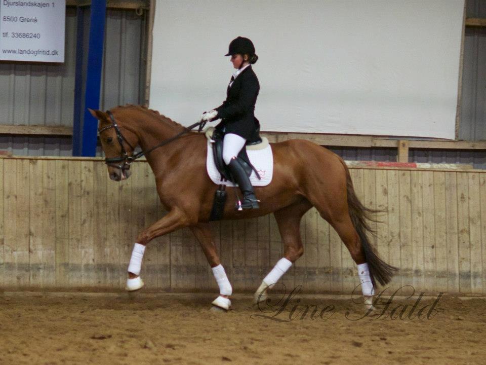 Dansk Varmblod Hjælmsbjergs Pocharma billede 1