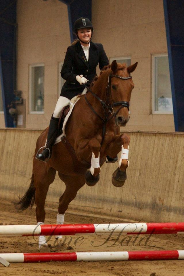 Dansk Varmblod Hjælmsbjergs Pocharma billede 19