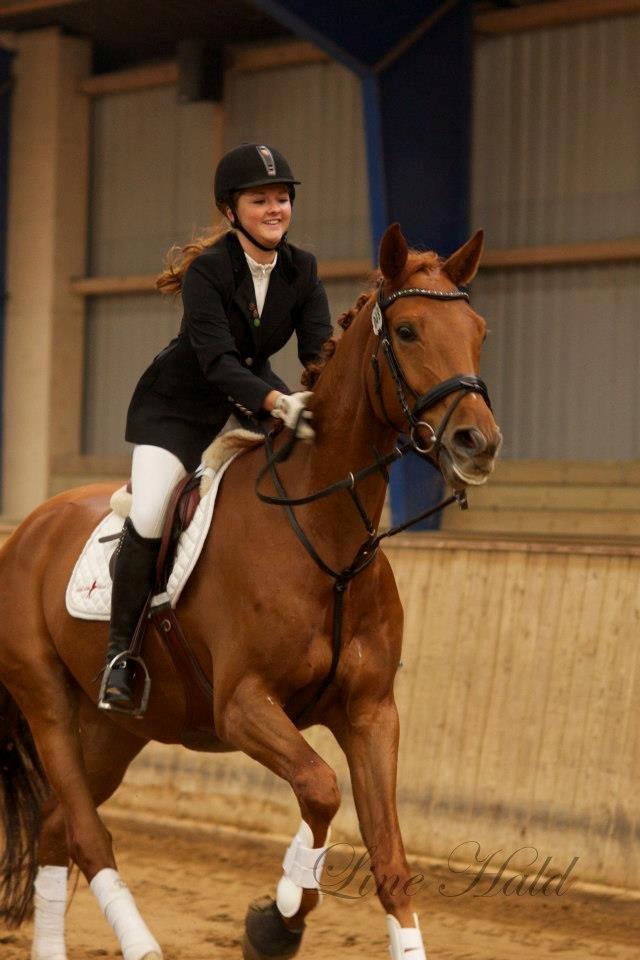 Dansk Varmblod Hjælmsbjergs Pocharma billede 20