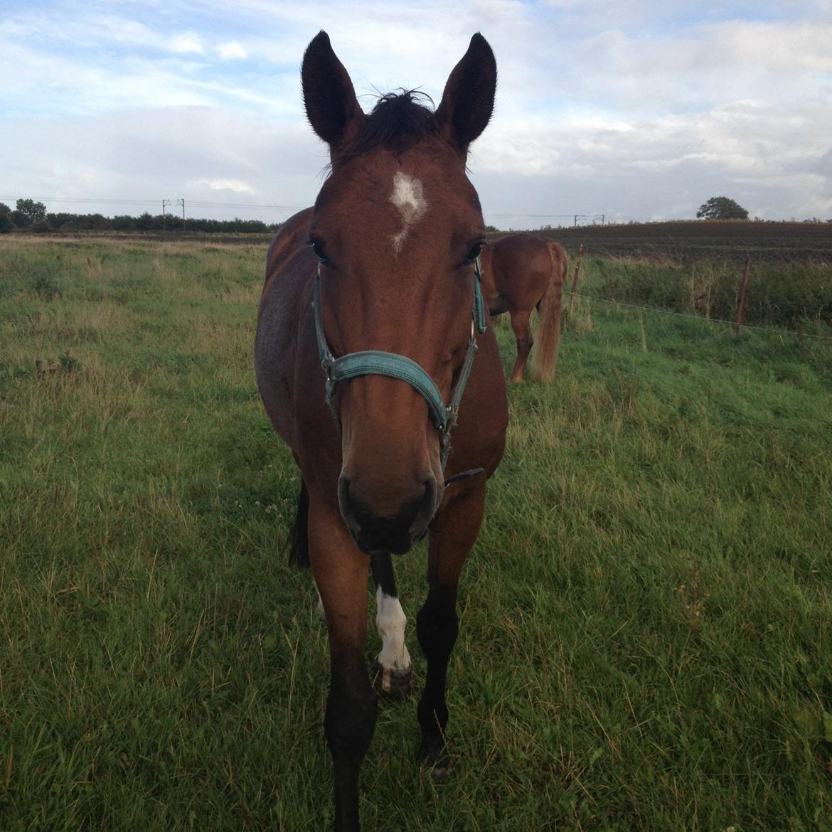 Dansk Varmblod Carentia ~SOULMATE~ billede 11