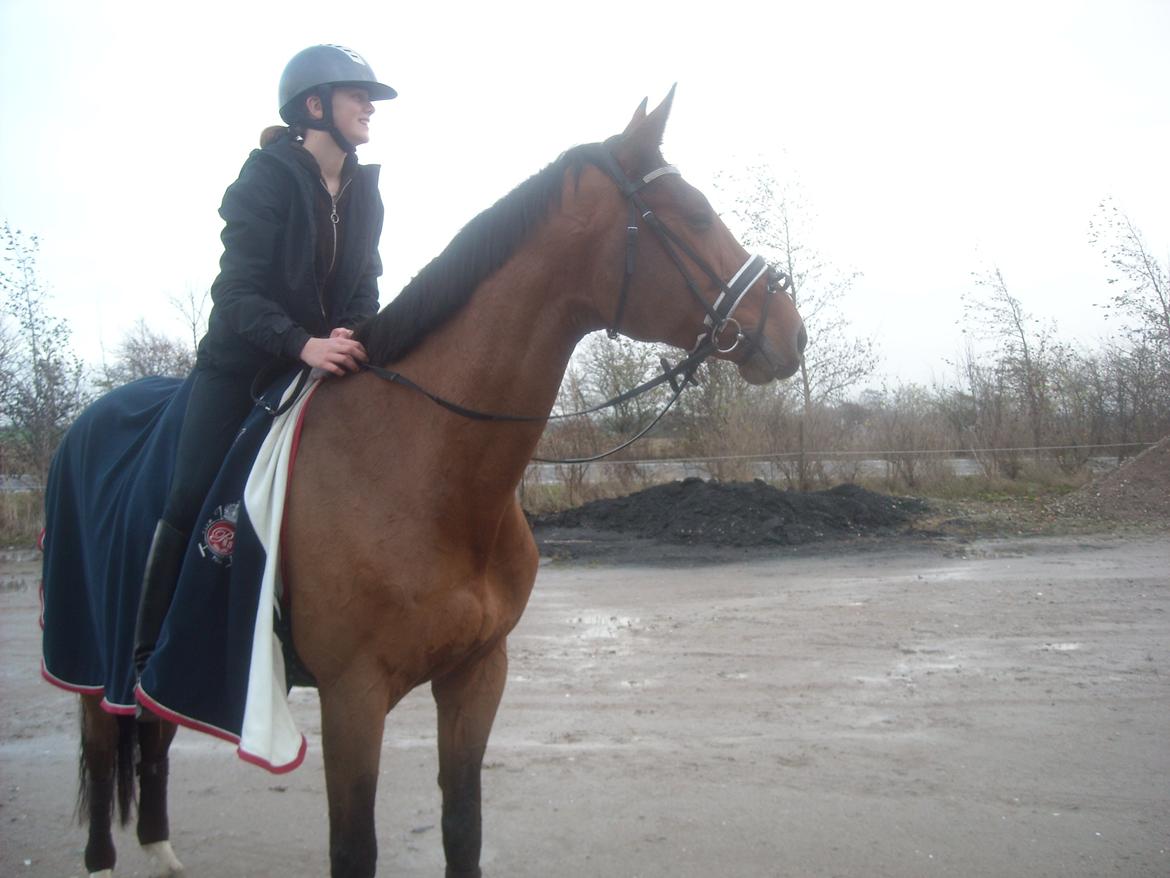 Dansk Varmblod Carentia ~SOULMATE~ billede 12