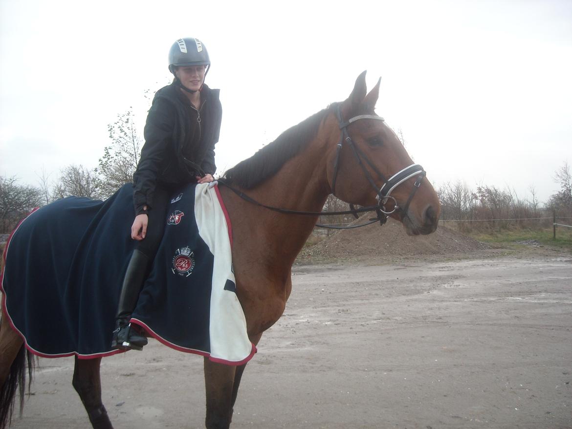 Dansk Varmblod Carentia ~SOULMATE~ billede 14