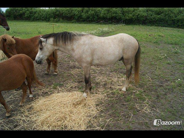 Welsh Mountain (sec A) Gribsvads Mr. Nelson billede 6