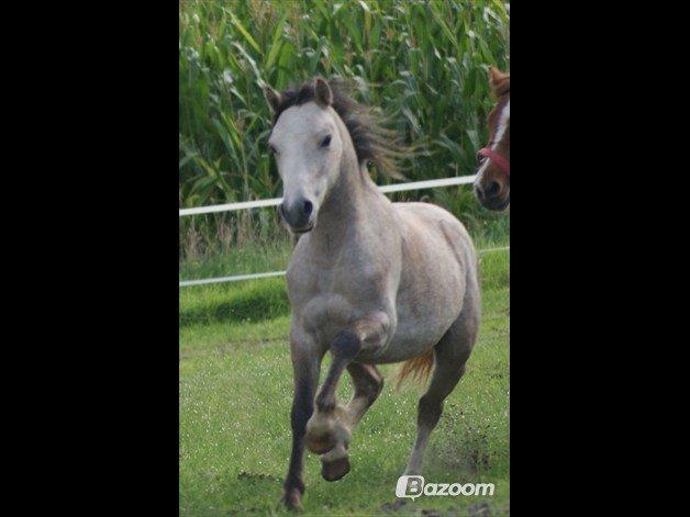 Welsh Mountain (sec A) Gribsvads Mr. Nelson billede 5