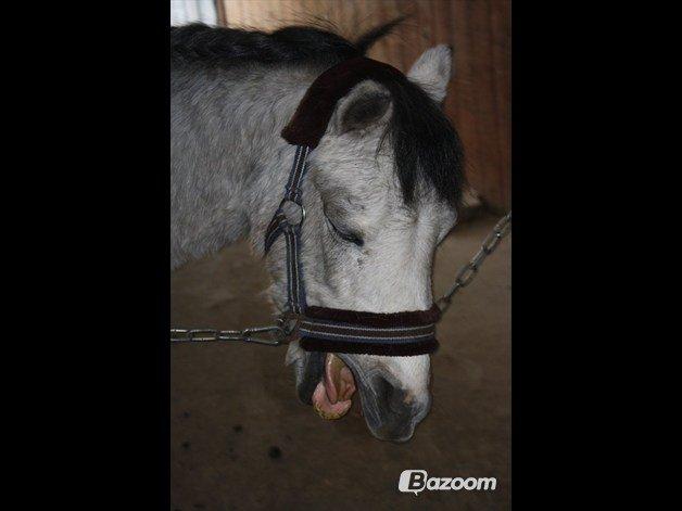 Welsh Mountain (sec A) Gribsvads Mr. Nelson billede 3