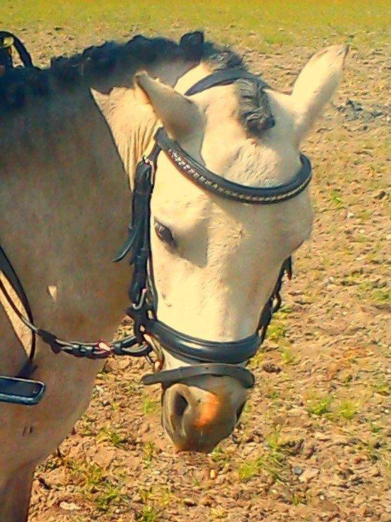 Welsh Mountain (sec A) Gribsvads Mr. Nelson billede 4