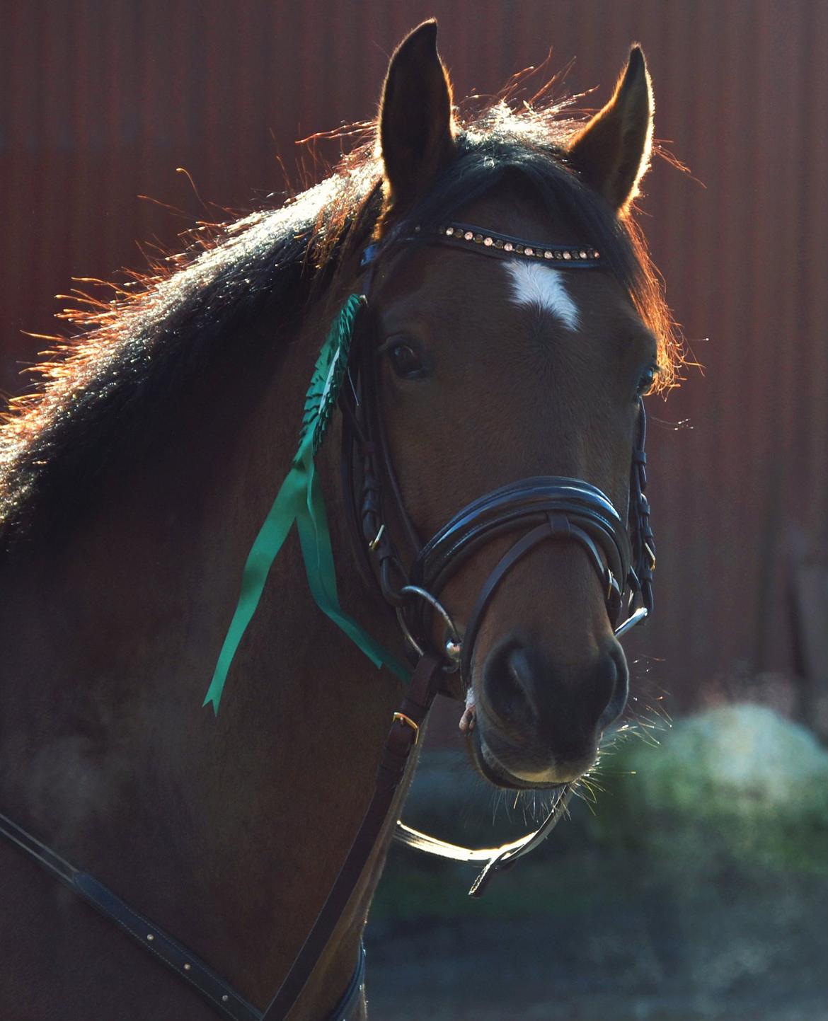 DSP LAZIONE KÆRLUND - Lazi efter U-LC'en i Ikast. Han står da lige og skinner om kap med solen ;-) billede 14