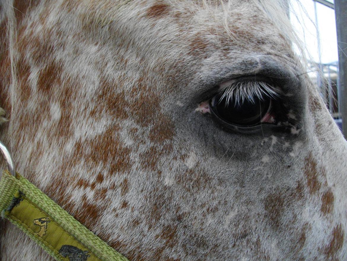 Appaloosa Opalia<3 *Savnet og elsket* - mange øjne er flotte, men det her er helt specielt<3 billede 15