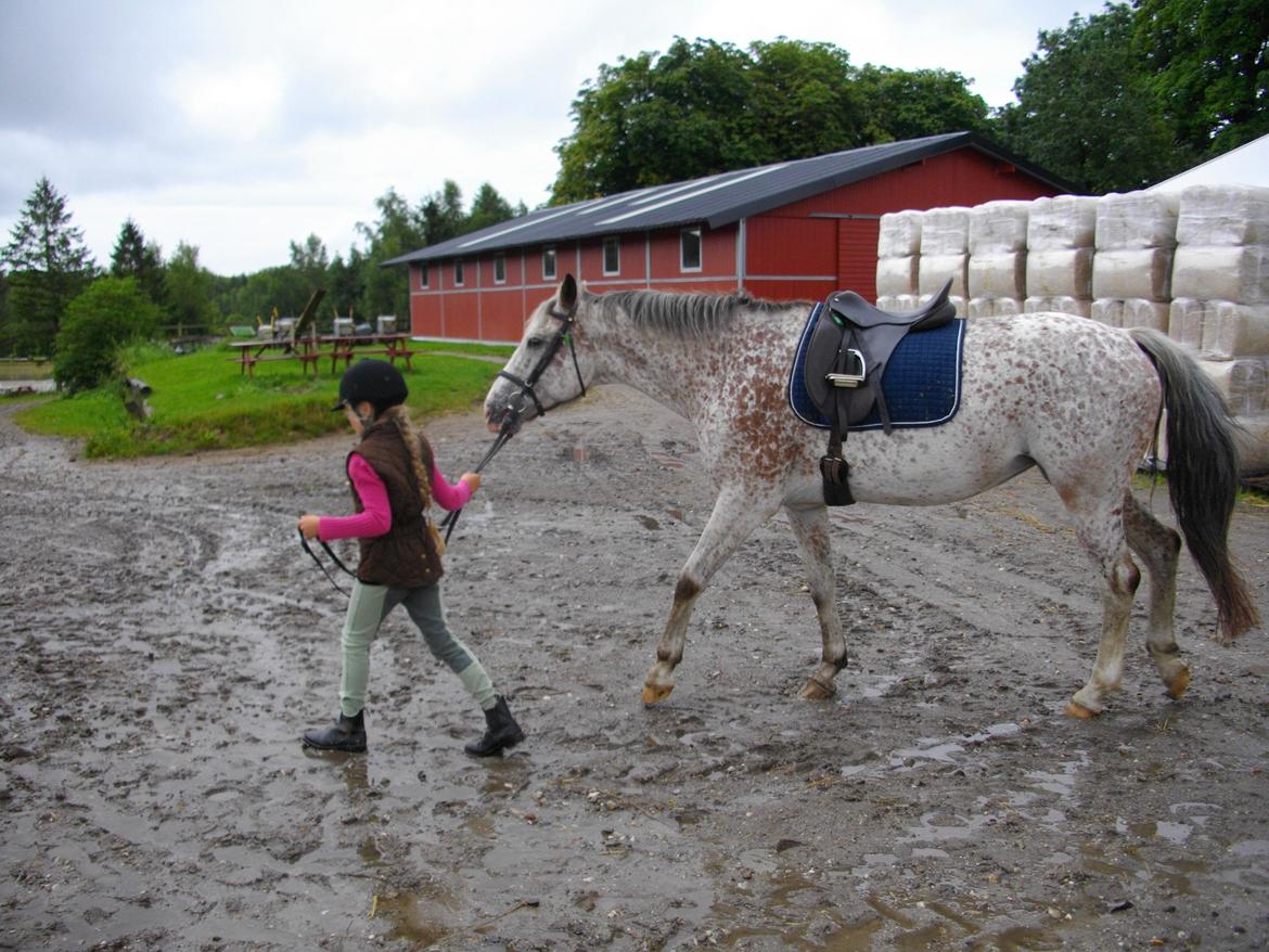 Appaloosa Opalia<3 *Savnet og elsket* billede 13