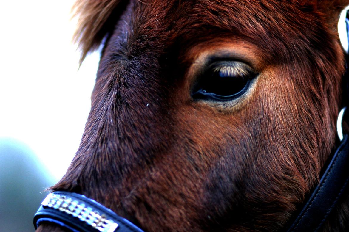 Shetlænder Team Memories Markus <3 - I love you billede 2