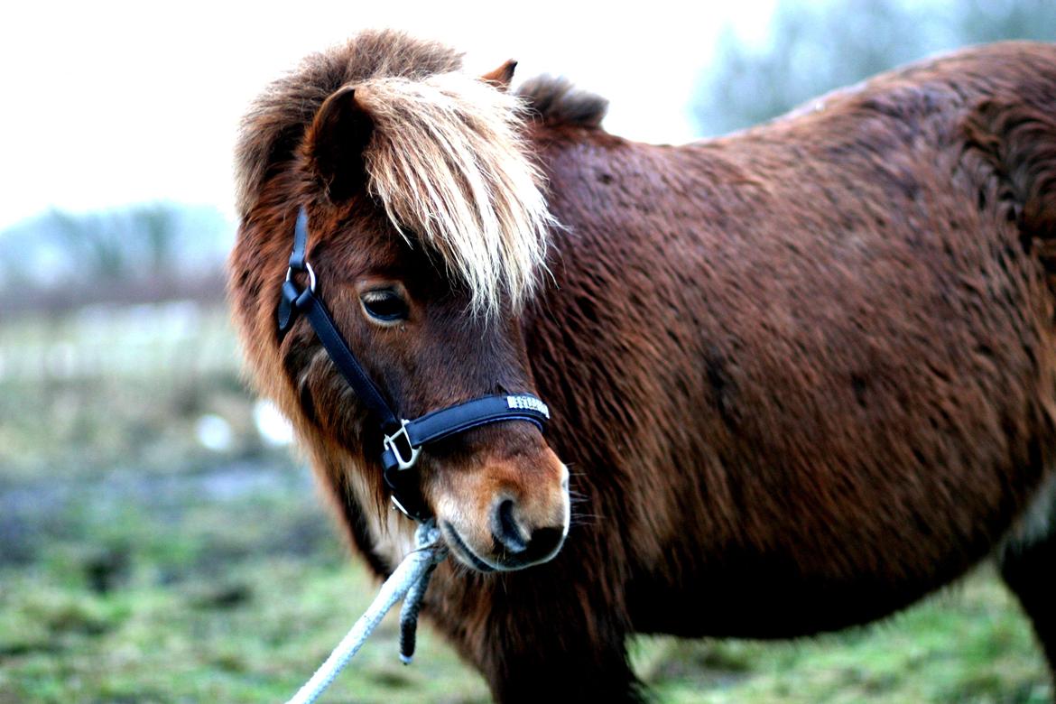 Shetlænder Team Memories Markus <3 billede 10