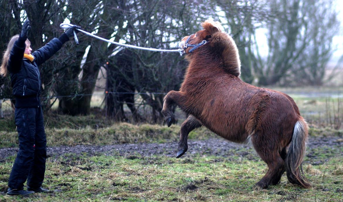 Shetlænder Team Memories Markus <3 billede 15