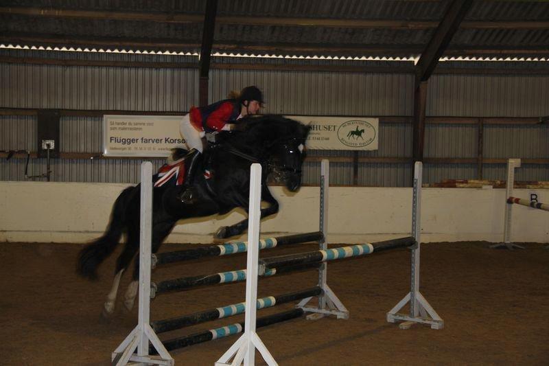 Welsh Cob (sec D) Englyst Shakespeare billede 15