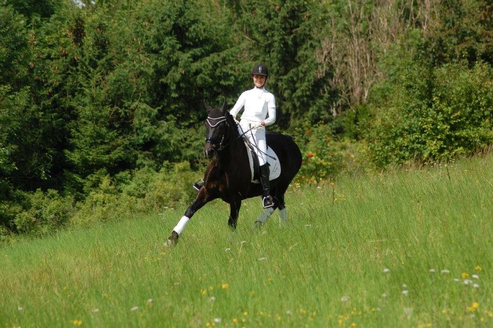 Welsh Cob (sec D) Englyst Shakespeare billede 3